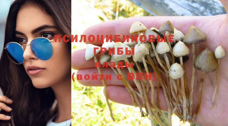 Галлюциногенные грибы Psilocybe  Менделеевск 